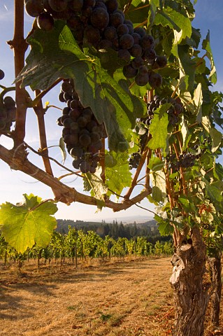 Windhill Pinot Noir vineyard of Elk Cove   Banks Oregon USA  Willamette Valley