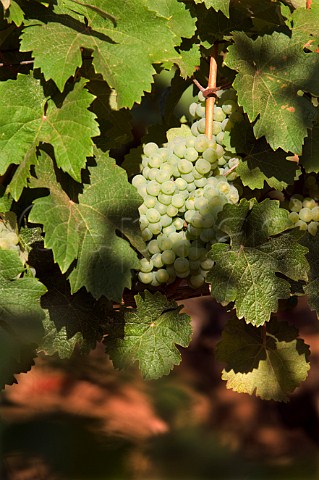 Riesling grapes in Windhill vineyard of Elk Cove  Banks Oregon USA  Willamette Valley