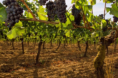 Pinot Noir grapes in Windhill Vineyard of Elk Cove   Banks Oregon USA  Willamette Valley
