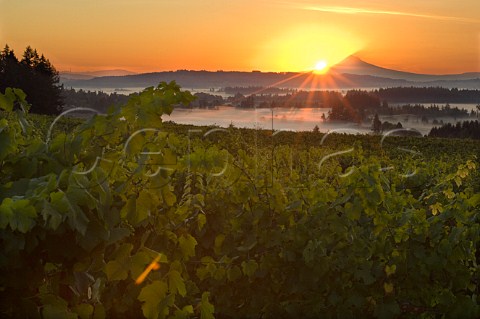Sunrise over Mt Hood seen from Five Mountain vineyard of Elk Cove  Hillsboro Oregon USA  Willamette Valley