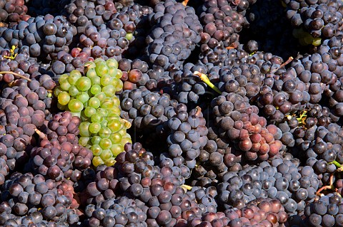 Bunches of harvested Pinot Noir grapes in Five Mountain Vineyard of Elk Cove  Oregon USA  Willamette Valley