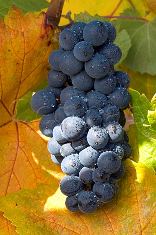 Pinot Noir grapes and autumnal leaf in La Boheme Vineyard of Elk Cove  Oregon USA  Willamette Valley