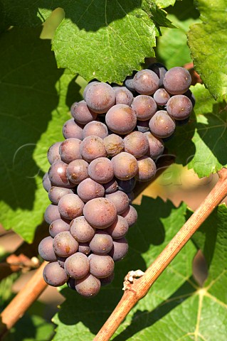 Pinot Gris grapes in vineyard of Elk Cove Winery  Gaston Oregon USA  Willamette Valley