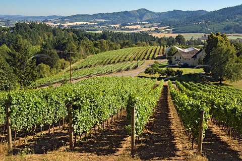 Vineyards at David Hill Vineyard  Winery  Forest Grove Oregon USA  Willamette Valley