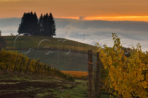 Maresh vineyard Red Hills  Dundee Oregon USA  Willamette Valley