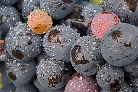 Pinot Noir grapes with morning dew drops in Nicholas Vineyard Chehalem Ridge  Newberg Oregon USA   Willamette Valley