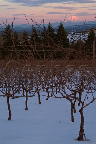 Winter vineyard with dawn light on Mt Hood  Oregon USA  Willamette Valley