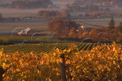 Morning light on autumnal vineyards at Stoller  Dundee Oregon USA  Willamette Valley