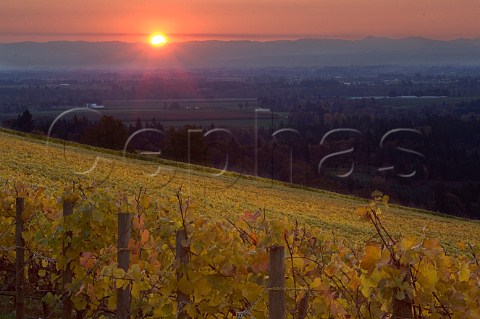 Sunrise over Stoller vineyard  Dundee Oregon USA  Willamette Valley