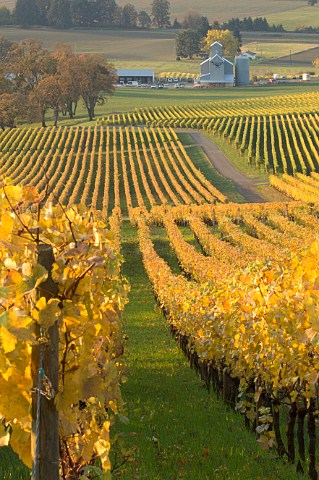Autumnal vineyard at Stoller Vineyards Dundee Oregon USA  Willamette Valley