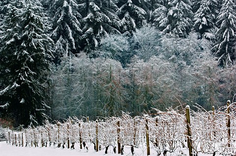 Snow covered Tannehill Vineyard  Sherwood Oregon USA  Willamette Valley