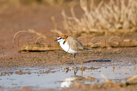 Redcapped Plover Peery Lake ParooDarling National Park New South Wales Australia