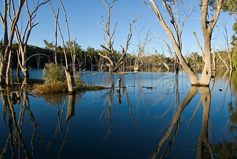Murrumbidgee River and dead gum trees Near Hay New South Wales Australia