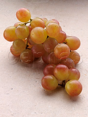 Bunch of Muscat grapes