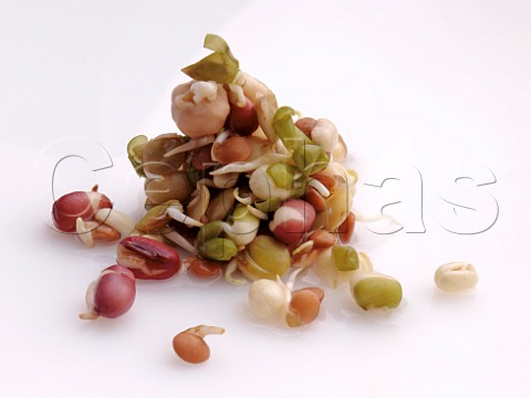 Mixed bean sprouts on a white background