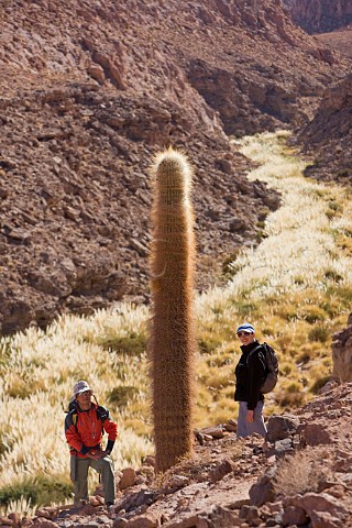 Tourist and guide with Cardon Cactus and Foxtail Grass near Puritama in the Atacama Desert Chile