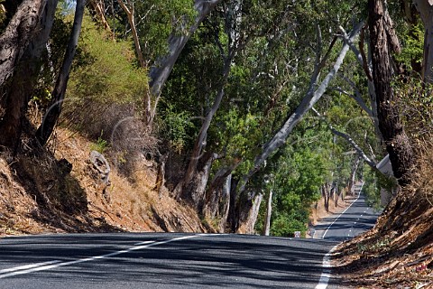 Eucalyptus trees along road near Chain of Ponds Gumeracha South Australia  Adelaide Hills