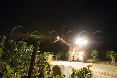 Night harvesting of Chardonnay grapes in The Lane vineyard Adelaide Hills   South Australia   Adelaide Hills