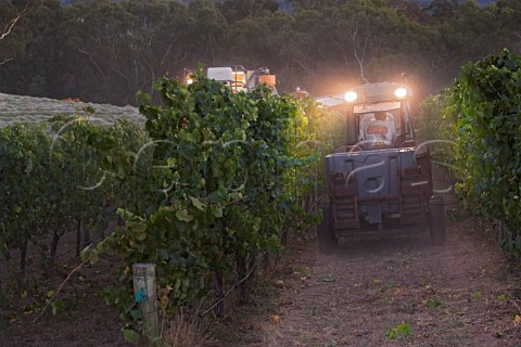 Night harvesting of Chardonnay grapes in The Lane vineyard Adelaide Hills   South Australia   Adelaide Hills