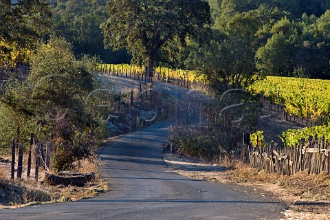 Henry Road snakes through vineyard of V Sattui formerly Henry Ranch in the Carneros district   Napa California  Carneros