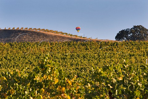 Hot air balloon above vineyards on Henry Road in the Carneros district  Napa California   Carneros