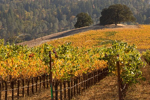 Autumnal vineyard on Chiles and Pope Valley Road Napa Valley California