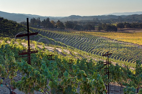 Morning light on vineyards of Kunde Estate Kenwood Sonoma Valley California