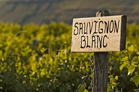 Sign in Sauvignon Blanc vines of Gunkel Orchards Stonehenge Vineyard  Maryhill Washington USA