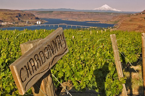 Sign in Chardonnay vines in Gunkel Orchards Stonehenge Vineyard above the Columbia River with Mount Hood in the distance  Maryhill Washington USA