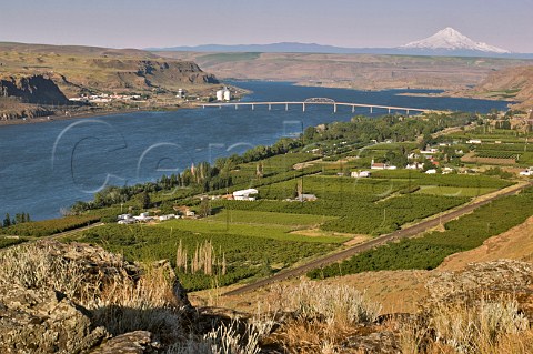 Gunkel Orchards by the Columbia River with Mount Hood in the distance   Maryhill Washington USA