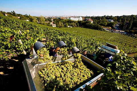 Harvesting Riesling grapes in Alsegg Vineyard Schafberg Vienna Austria