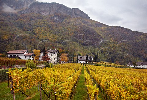 Autumnal vineyards of the Cantina Terlano cooperative Terlano Alto Adige Italy  Alto Adige  Sdtirol