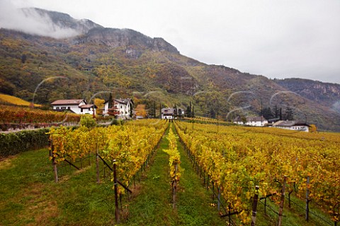 Autumnal vineyards of the Cantina Terlano cooperative at Terlano Alto Adige Italy  Alto Adige  Sdtirol