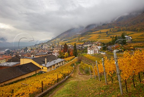 Gewrztraminer vineyard of J Hofsttter above their winery in Termeno   Alto Adige Italy    Alto Adige  Sdtirol