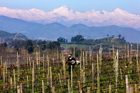 Worker in Merlot vines in Clos Apalta vineyard of Lapostolle with the snow covered Andes in distance Colchagua Valley Chile