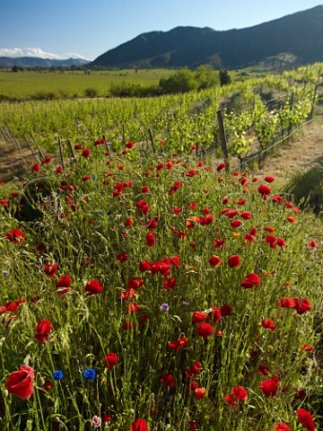 Spring poppies by Petit Verdot vines in Clos Apalta vineyard of Lapostolle   Colchagua Valley Chile