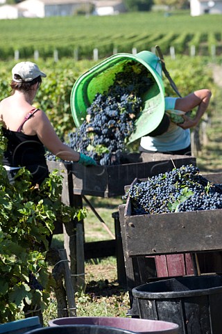 Harvesting in vineyards of Chteau FrancPourret Saintmilion Gironde France  Stmilion  Bordeaux