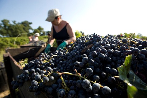 Harvesting in vineyards of Chteau FrancPourret Saintmilion Gironde France  Stmilion  Bordeaux