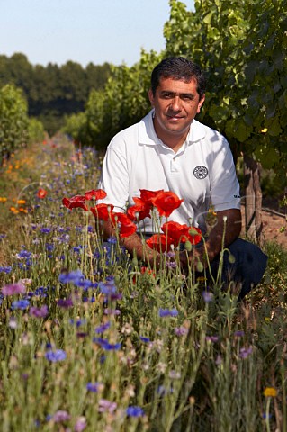 Marcelo Retamal winemaker in organic Sauvignon Blanc vineyard of De Martino    Isla de Maipo Chile