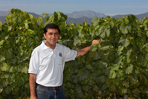 Marcelo Retamal winemaker in organic Malbec vineyard of De Martino   Isla de Maipo Chile