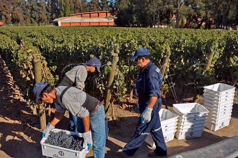 Vineyard workers stacking boxes of Cabernet Sauvignon grapes during harvest at Almaviva a joint venture between Concha y Toro and Philippine de Rothschild Puente Alto Maipo Valley Chile  Maipo Valley