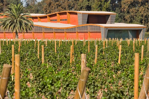 Vineyard of Almaviva winery a joint venture between Concha y Toro and Philippine de Rothschild Puente Alto Maipo Valley Chile  Maipo Valley