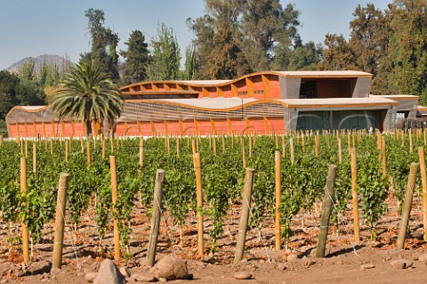 Vineyard of Almaviva winery a joint venture between Concha y Toro and Philippine de Rothschild Puente Alto Maipo Valley Chile  Maipo Valley