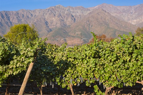 Old Cabernet Sauvignon vines planted in 1932 in vineyard of Cousio Macul with the Andes mountains in the background Santiago Maipo Valley Chile  Maipo Valley