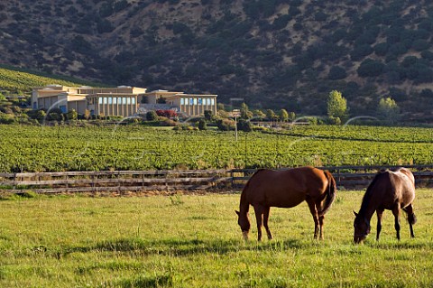 Horses in pasture next to vineyard of Haras de Pirque Pirque Maipo Valley Chile  Maipo Valley