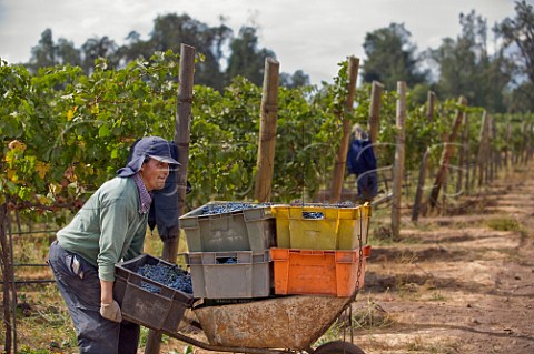 Harvesting grapes in vineyard of Haras de Pirque Pirque Maipo Valley Chile  Maipo Valley