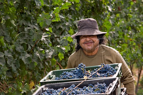 Evaldo Selexio Penchulef Calfunao harvesting grapes in vineyard of Haras de Pirque Pirque Maipo Valley Chile    Maipo Valley
