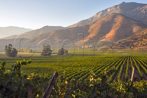 Morning light on Andes mountains seen from Chardonnay vineyard of Haras de Pirque Maipo Valley Chile  Maipo Valley
