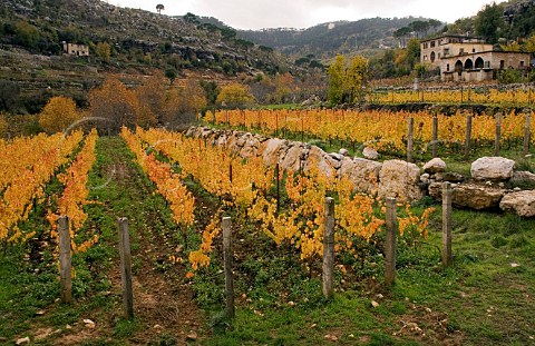 Autumnal vineyard at Saint Jean Monastery on Mount Lebanon Lebanon