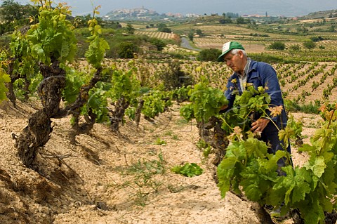 Worker thinning shoots in vineyard near Laguardia Alava Spain  Rioja Alvasea